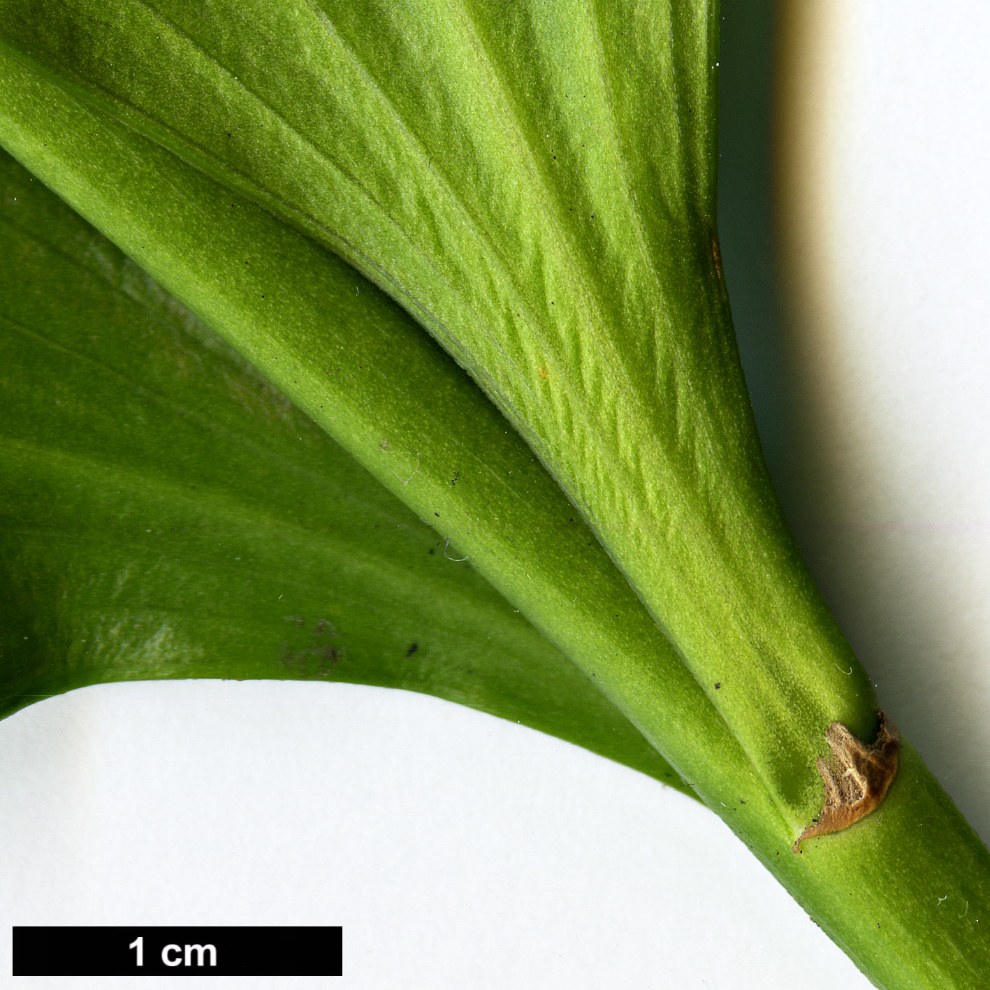 High resolution image: Family: Asparagaceae - Genus: Ruscus - Taxon: colchicus - SpeciesSub: 'Trabzon'